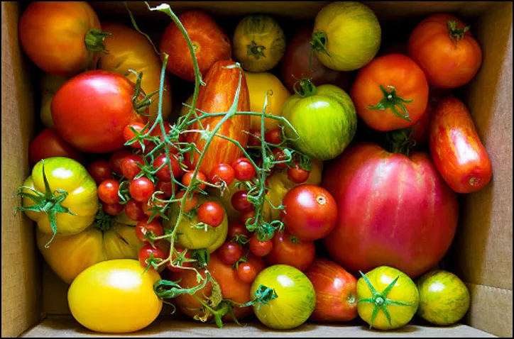 TomatoeZ (1).jpg