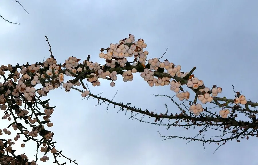 x gingko 4.jpg
