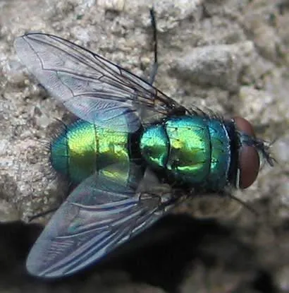 Schmeissfliege.jpg