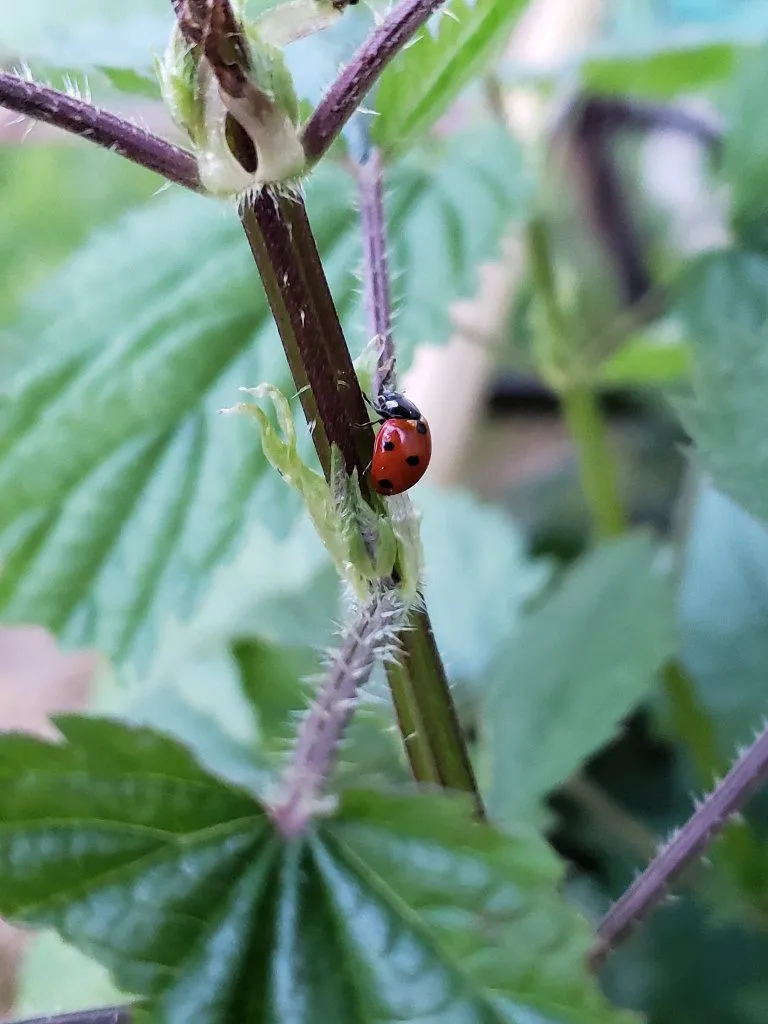 NettlesLadybug .jpg