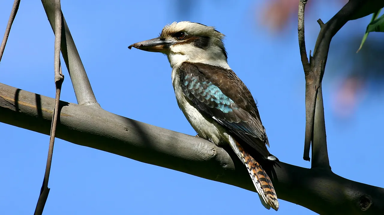 Kookaburra 3.jpg