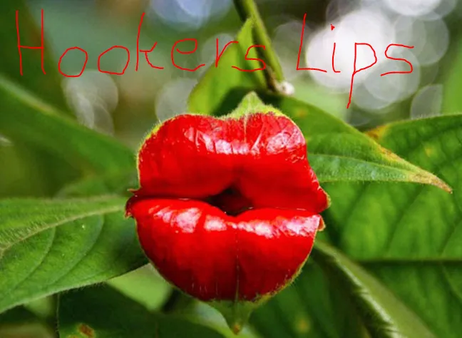 hookers lips.PNG