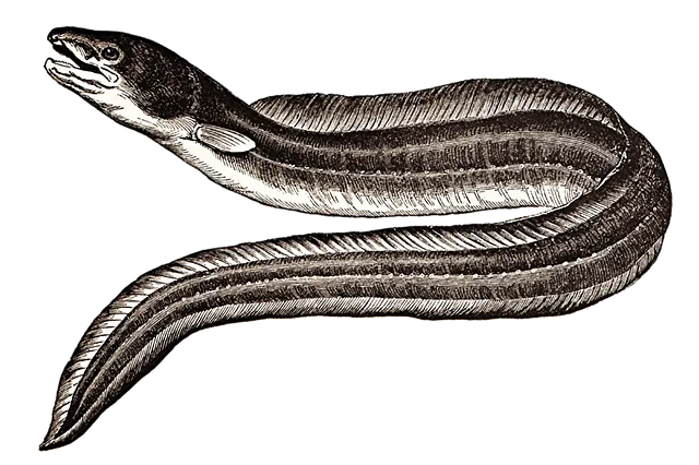 main_image