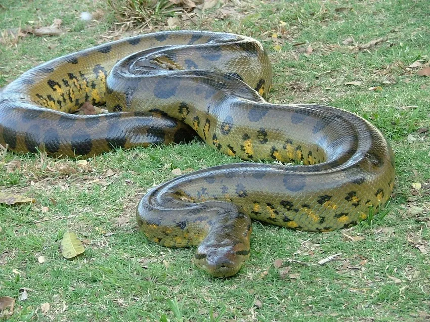 Green-Anaconda.jpg