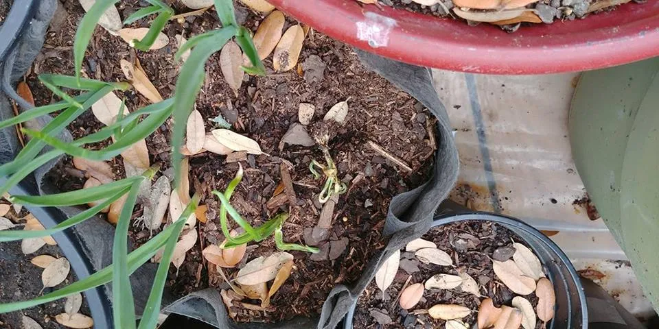 _missinggarlic.jpg