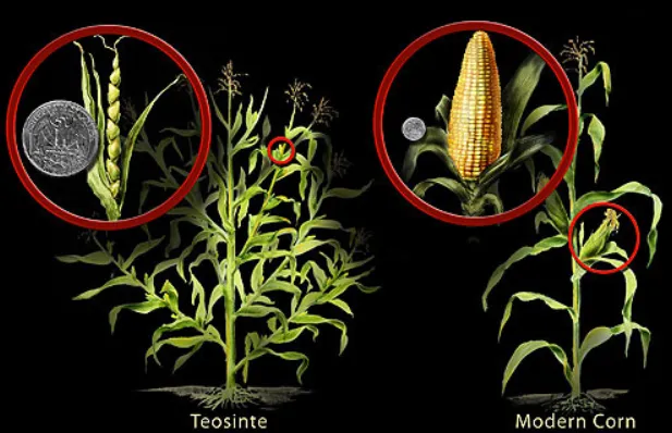 cornvsteosinte.png