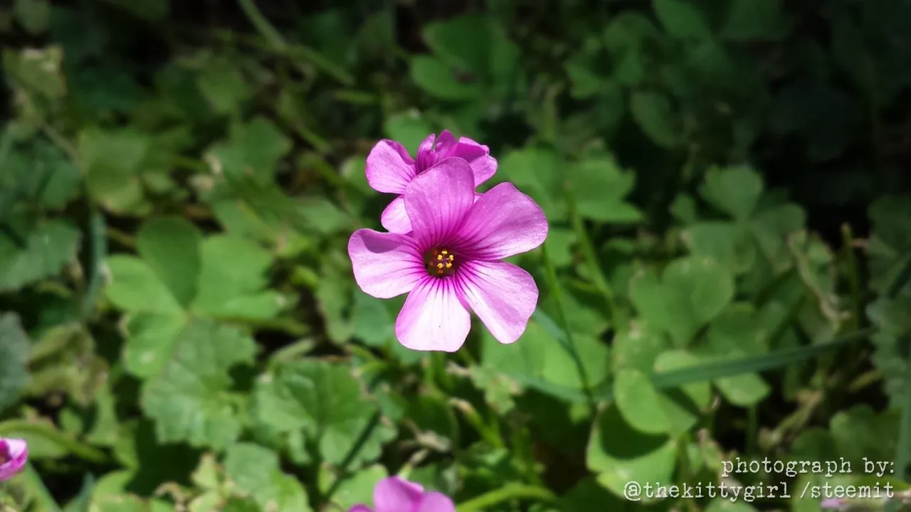 PinkWoodsorrel.jpg