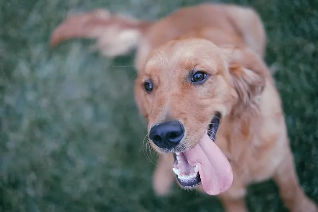 dog-867236_640.jpg