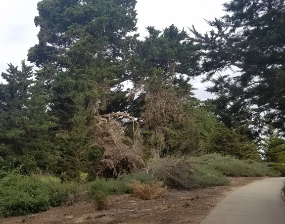 Downed trees.jpg