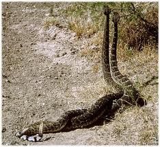 snakesintwined.jpg