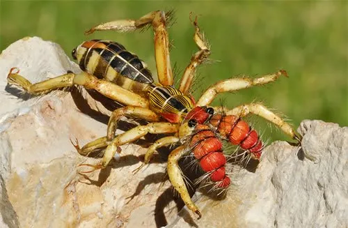 Camel Spider.jpg