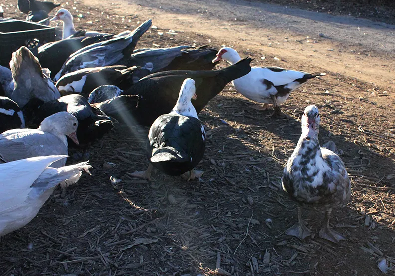 muscovy-ducks3.jpg