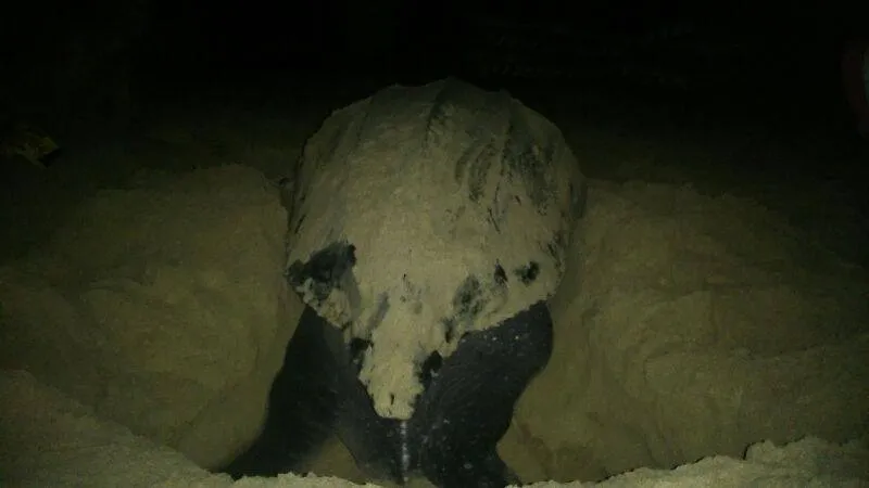 tortuga adulta.jpg