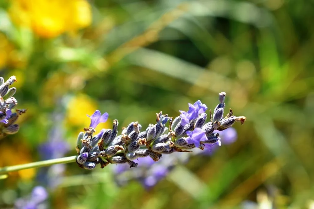 Purple wildd.JPG