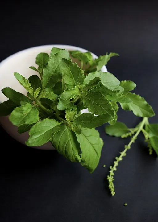 Tulsi leaves.jpg