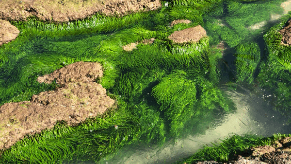 Seaweed dancing at Caves Beach