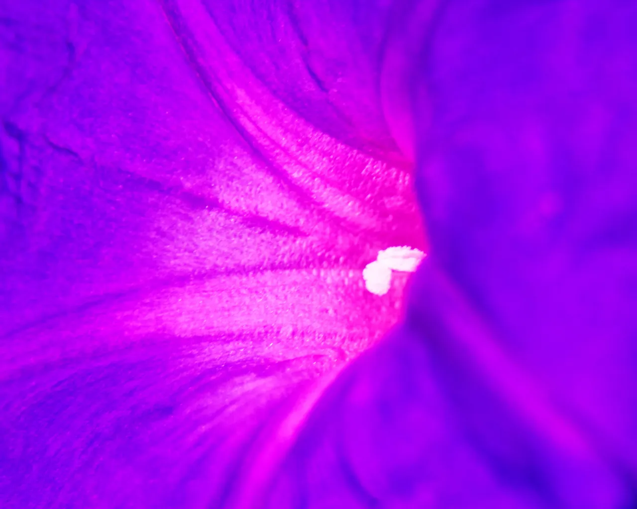 MorningGlory_2.jpg