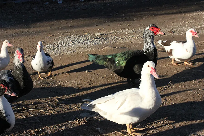 muscovy-ducks7.jpg