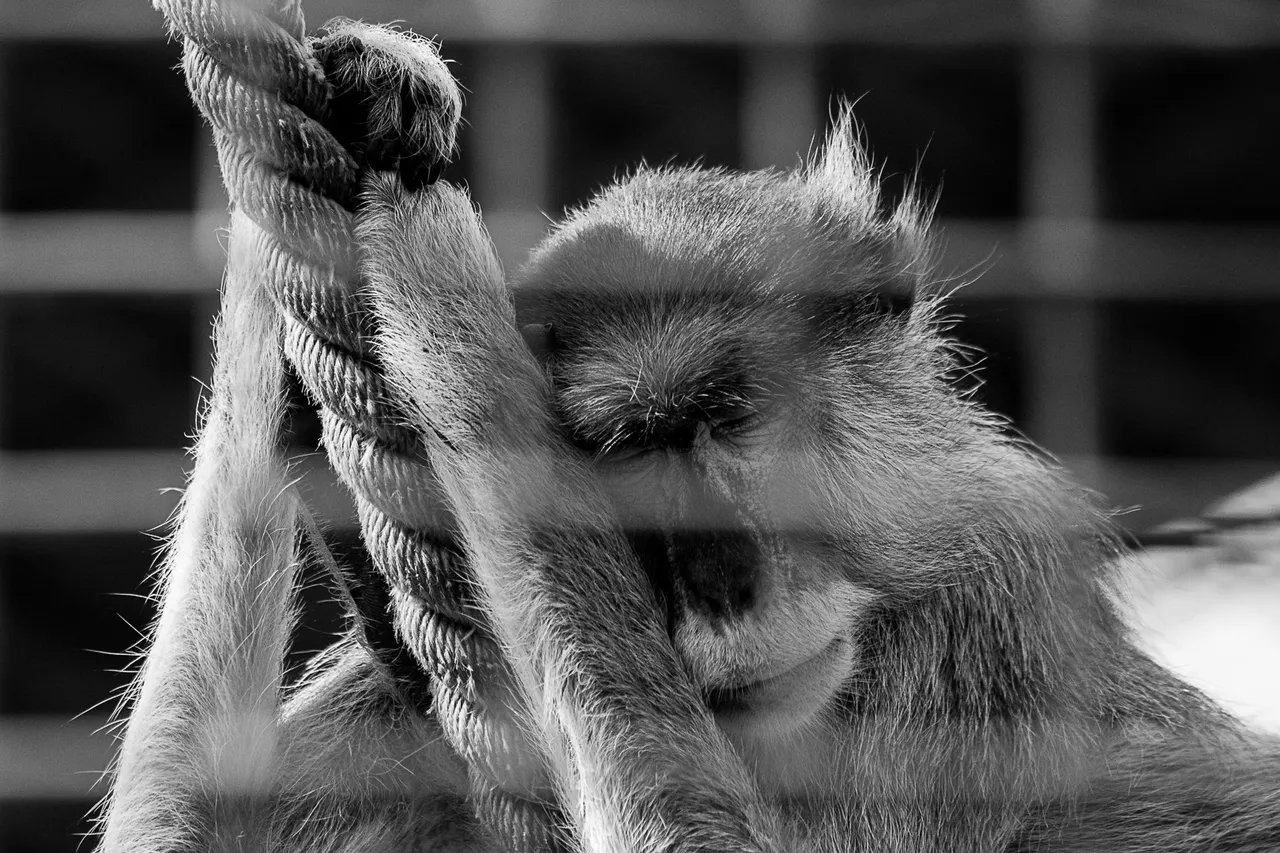 monkeypark-101.jpg