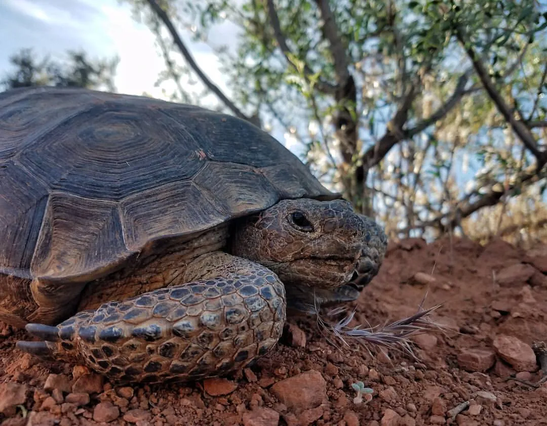 DesertTortoise.jpg