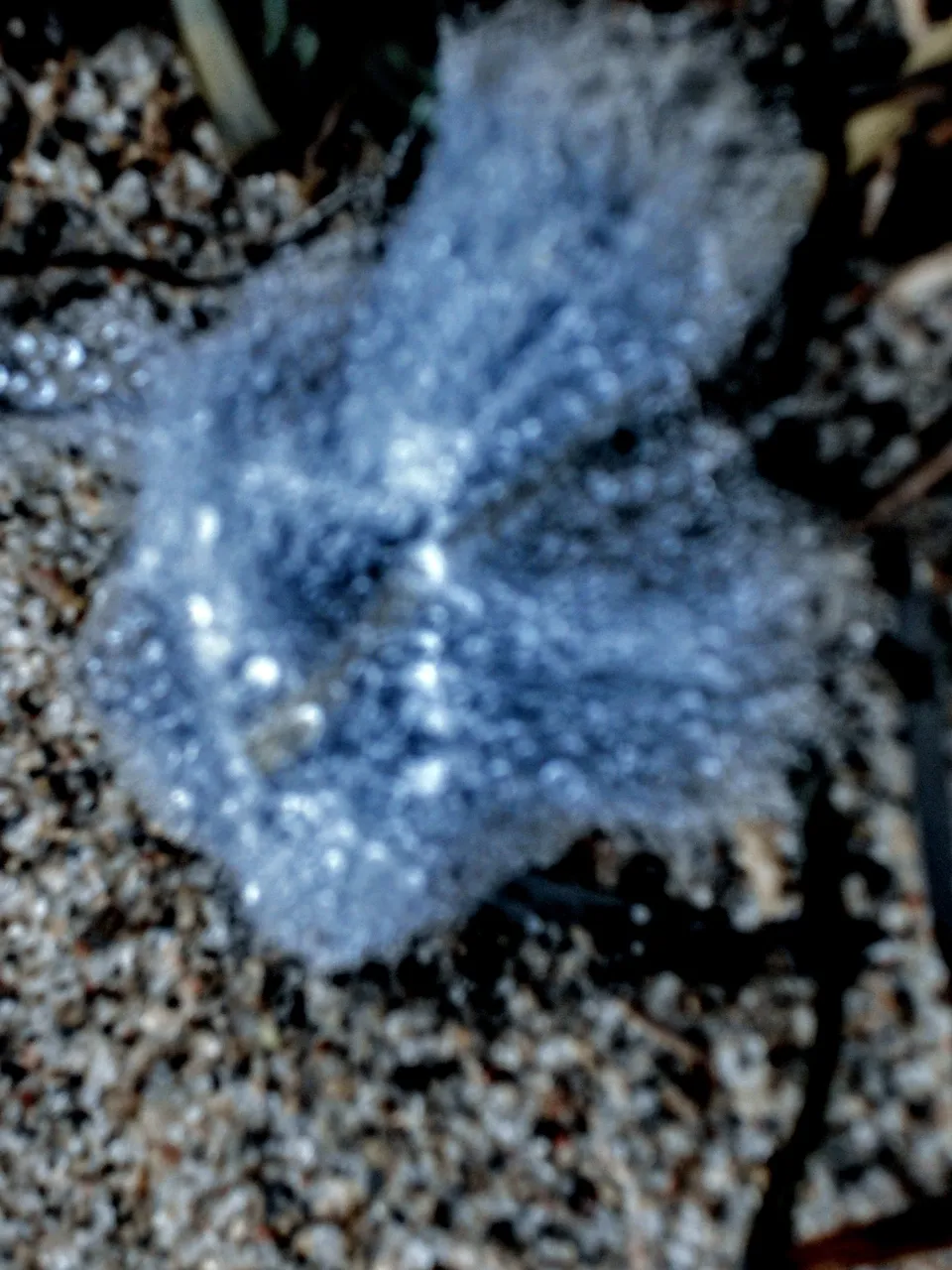 DSCF3084 (1).JPG