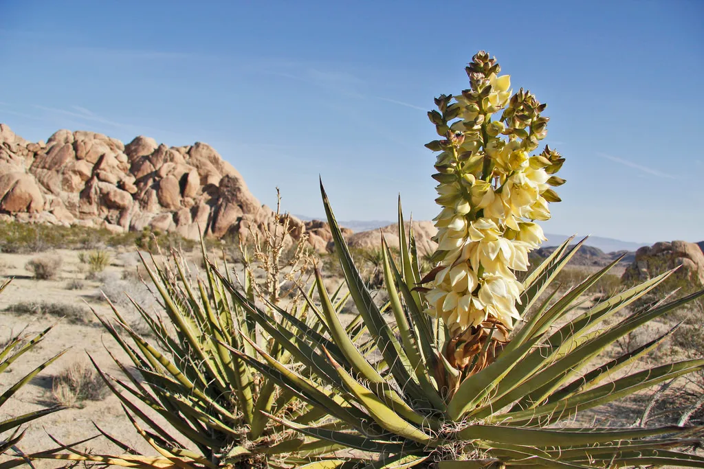 mojave yucca.jpg