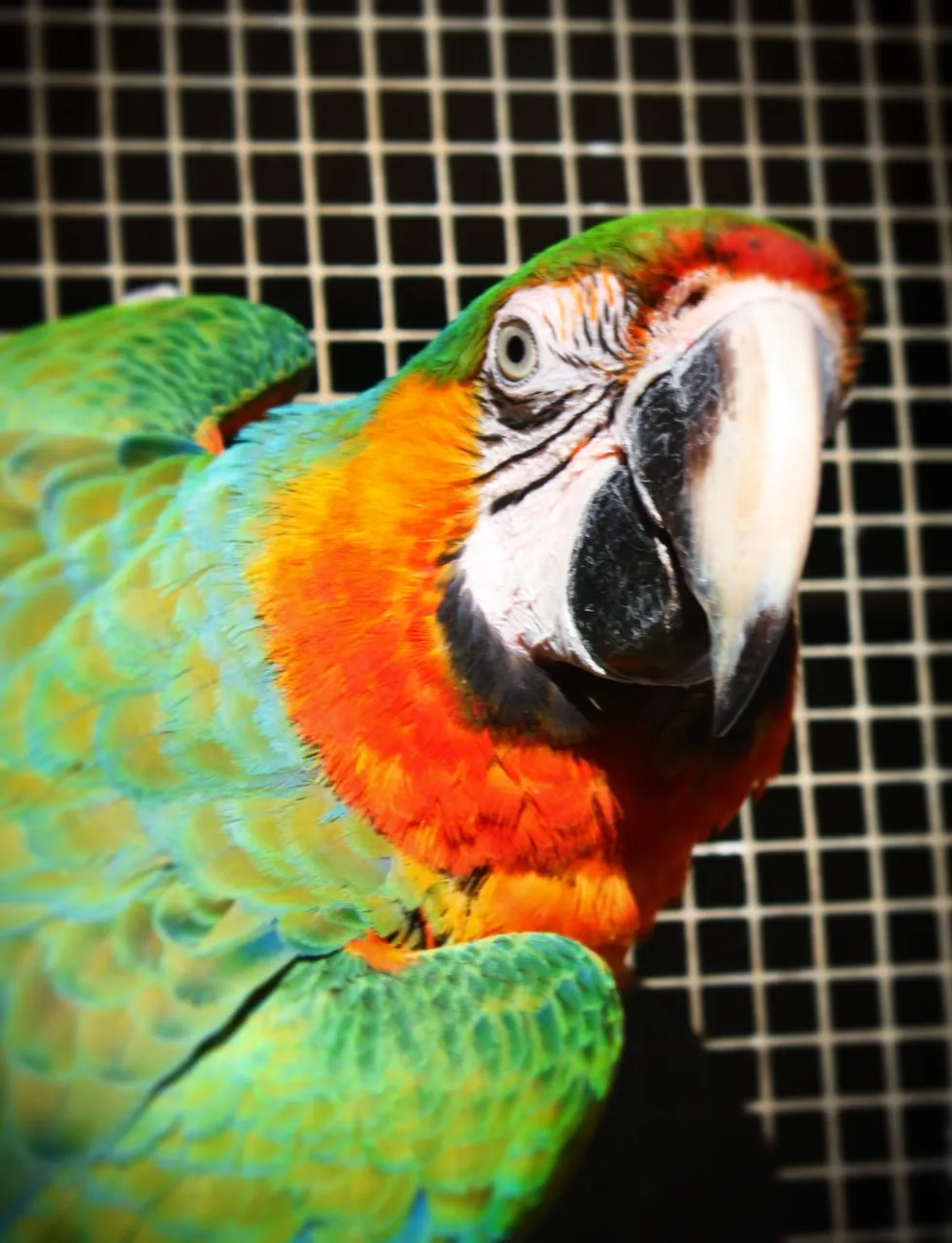 Cheeky macaw.jpg