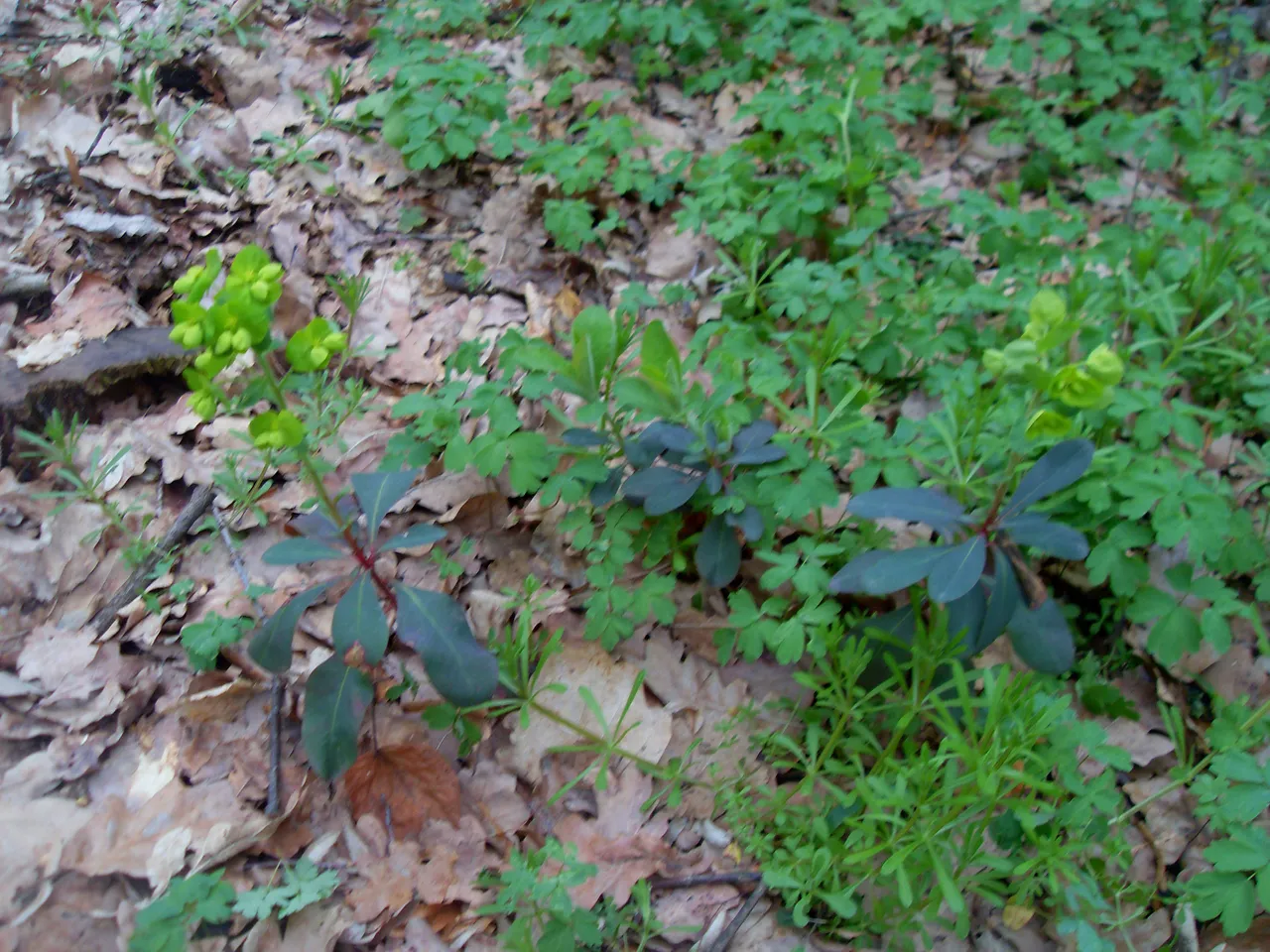 SDC17132-17132.jpg