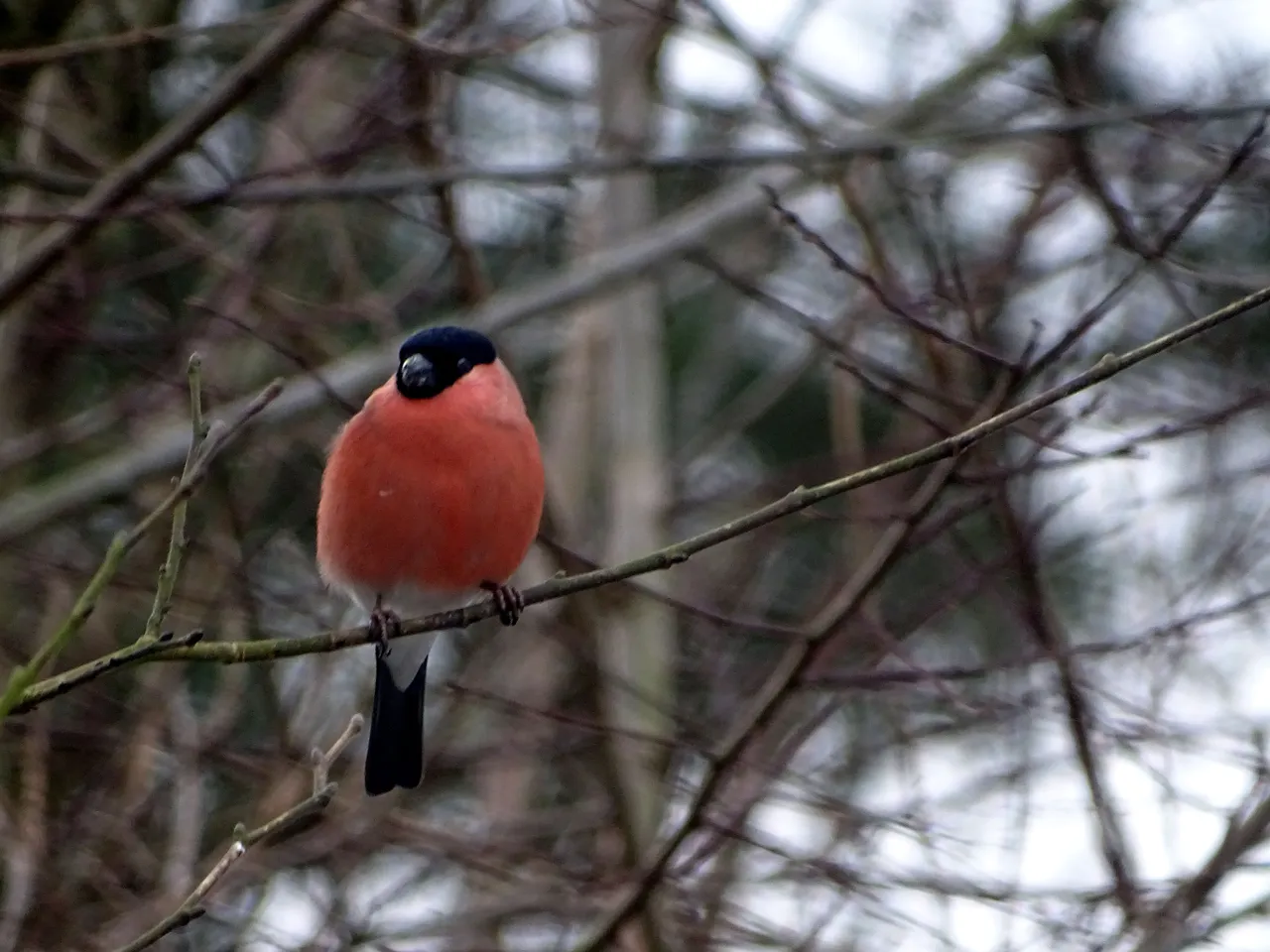 bullfinch-male.JPG