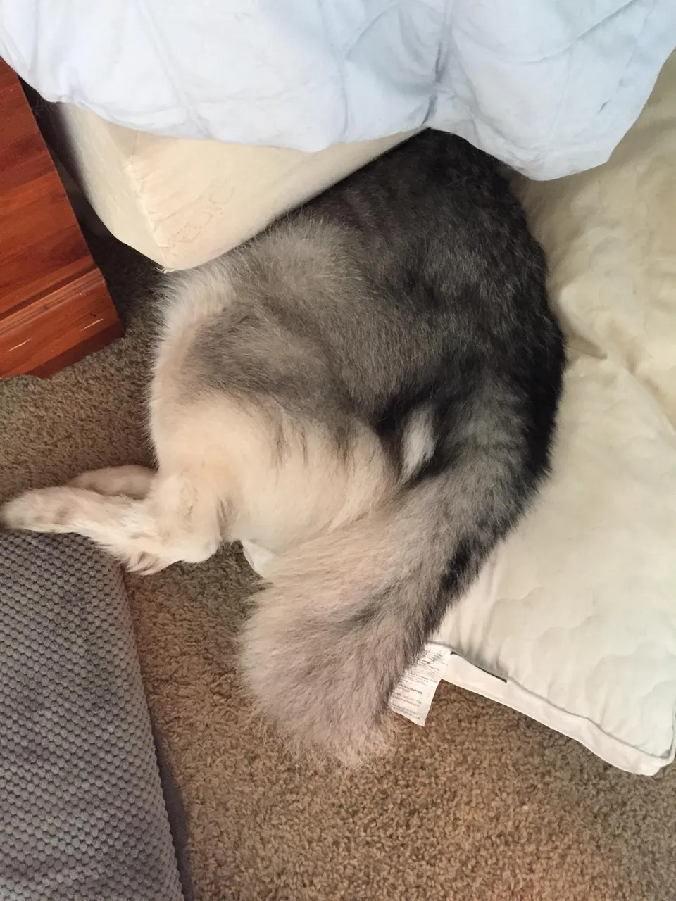 LokiFluffyButt.jpg