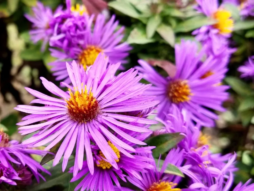 aster-picsart.jpeg