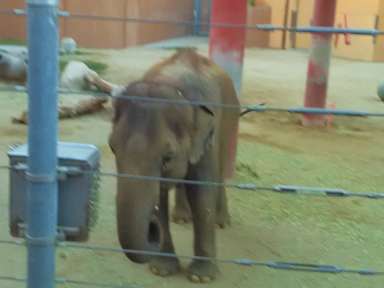 Jeronimo Rubio, Vanja Avedal, Los Angeles Zoo, 2017, Los Angeles California (148).jpg