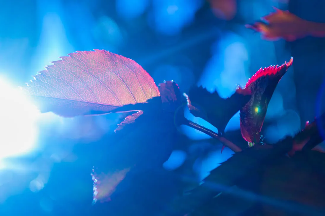 flower5