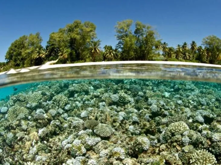 When corals die off, we die off