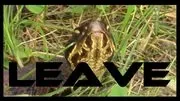 a venom leave