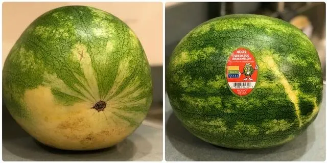 1st.watermelon.jpg