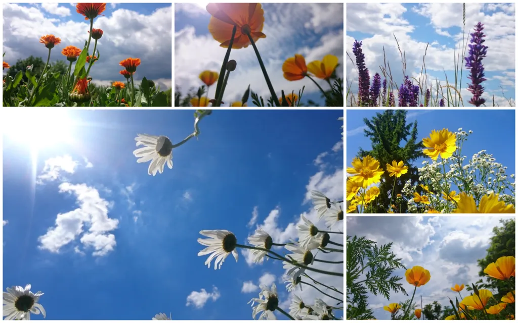 MyCollages (27).png