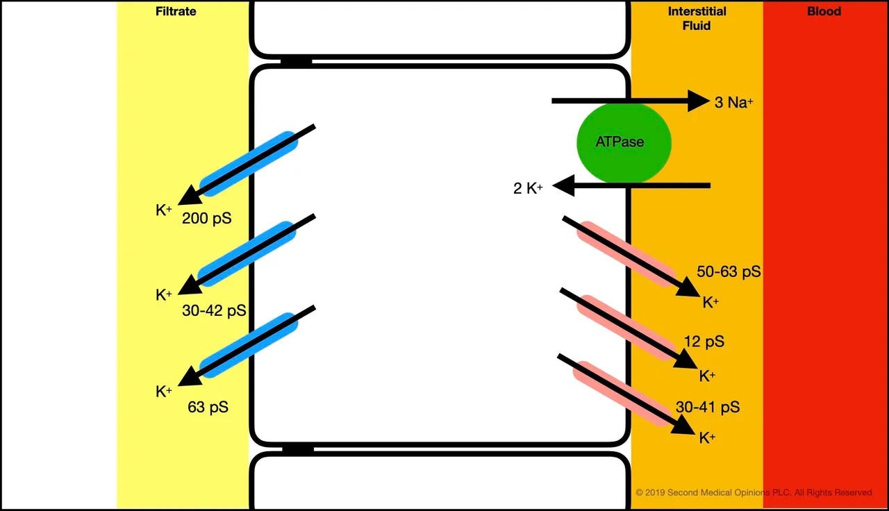 Picture Steemit Tubular Cell Potassium Transport 1.jpg
