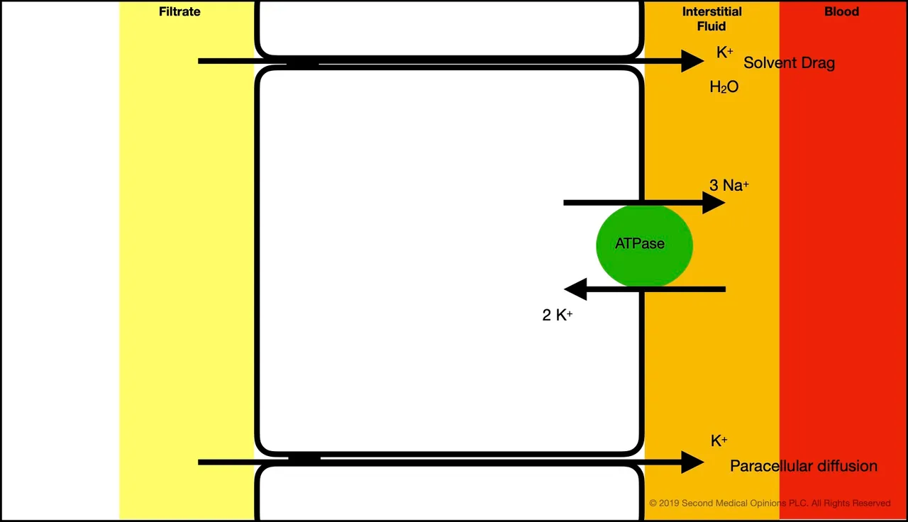 Picture Steemit Tubular Cell Potassium Transport 2.jpg
