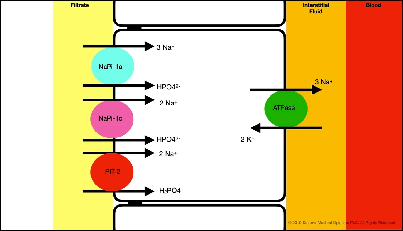 Picture Steemit Tubular Cell Sodium Transport 2A-2.jpg