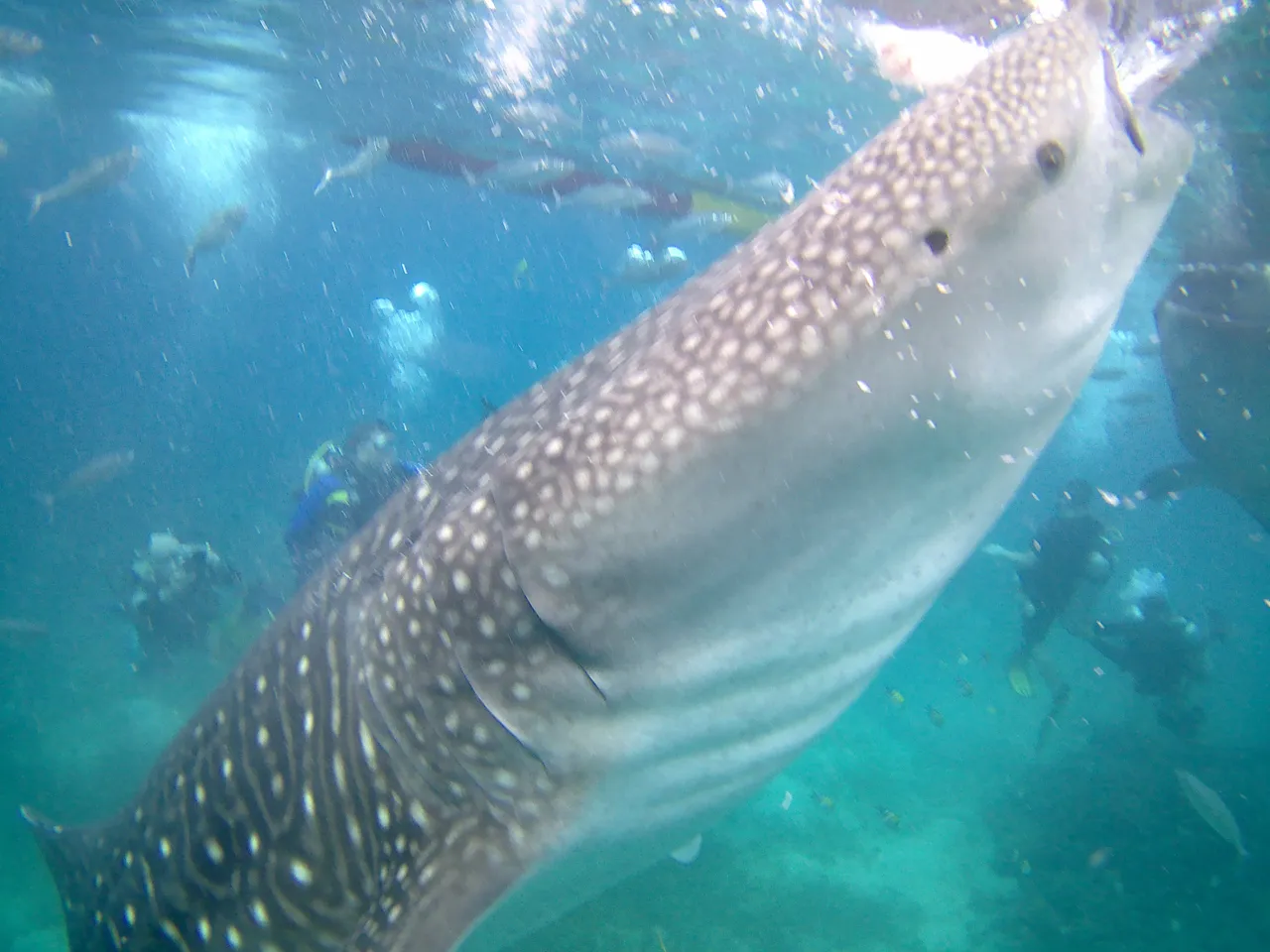 Oslob Whaleshark Watching and Kawasan Canyoneering13.jpg
