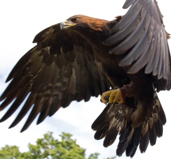 Golden  Eagle in_flight captive creditTony Hisgett from Birmingham, UK 2.0.jpg