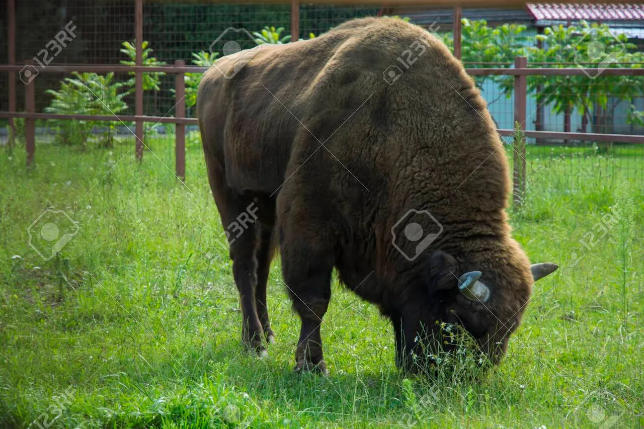 149423087bisonripsgrassinthemeadowwithblurringforegroundandbackground.jpg