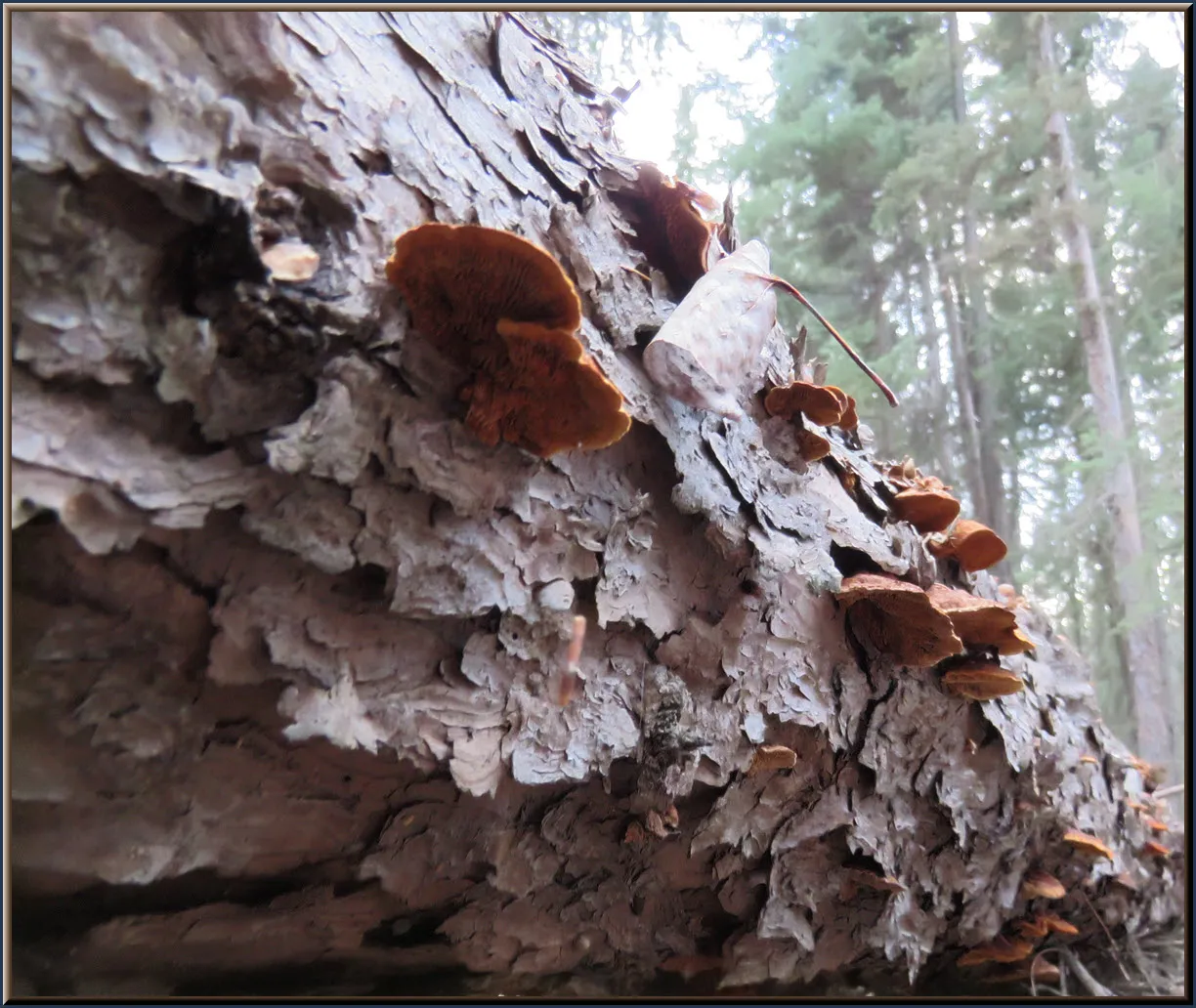 closeup underside of brown shell shaped fungi on fallen spruce tree tunk.JPG