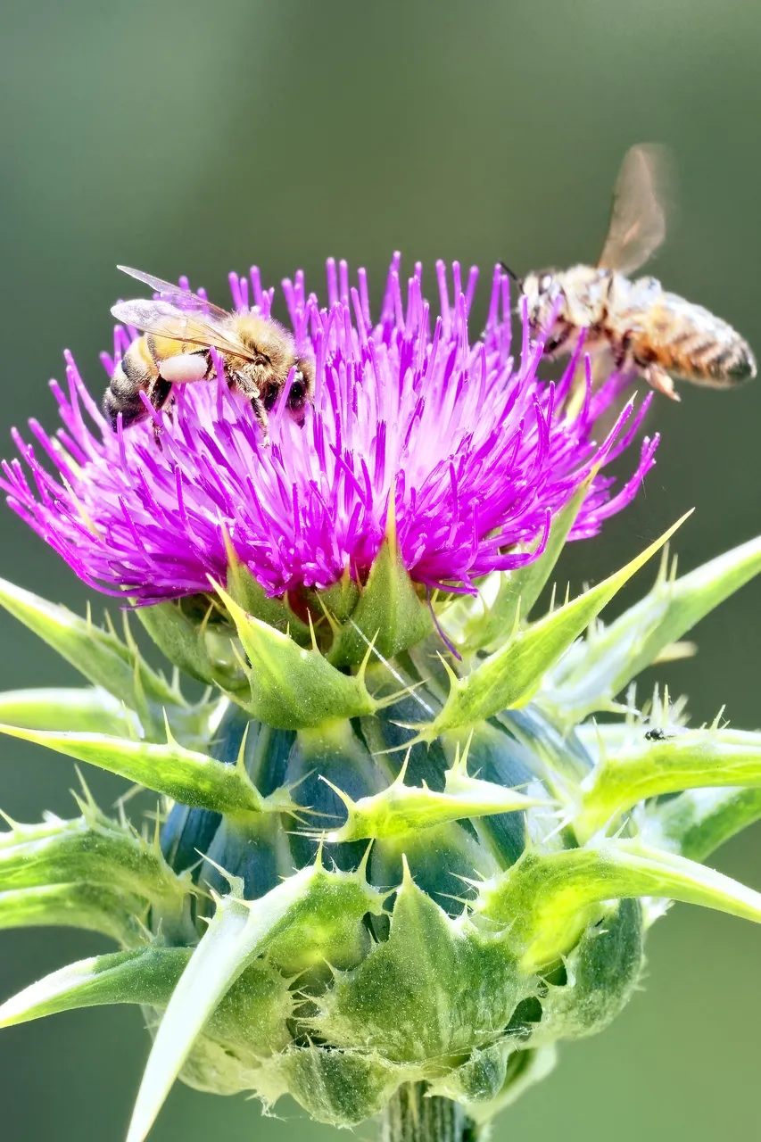 20201205 Bees on a variegated artichoke 1 HS Social.jpg