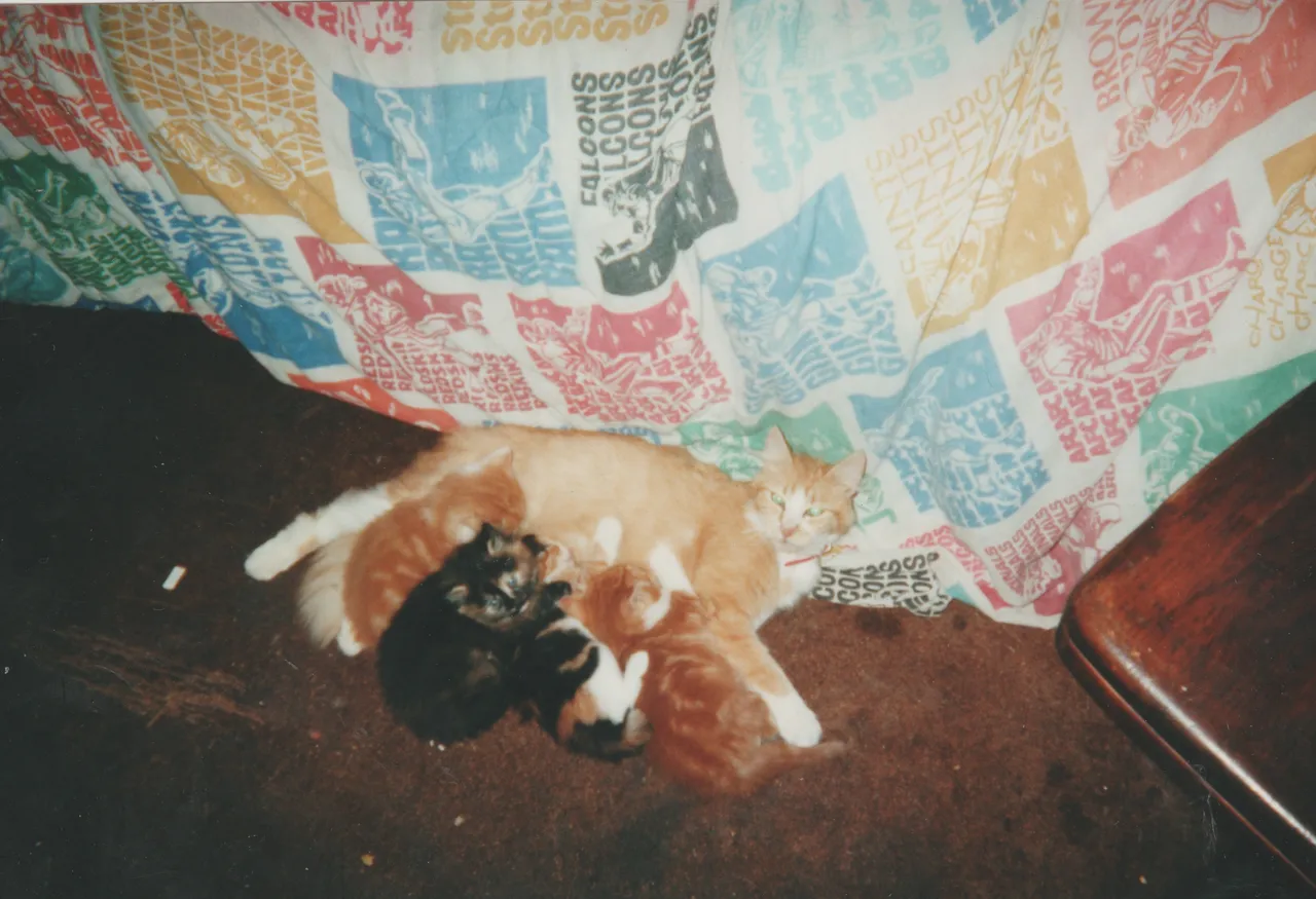 2000's or late 1990's - Honey Cat and her kittens.jpg