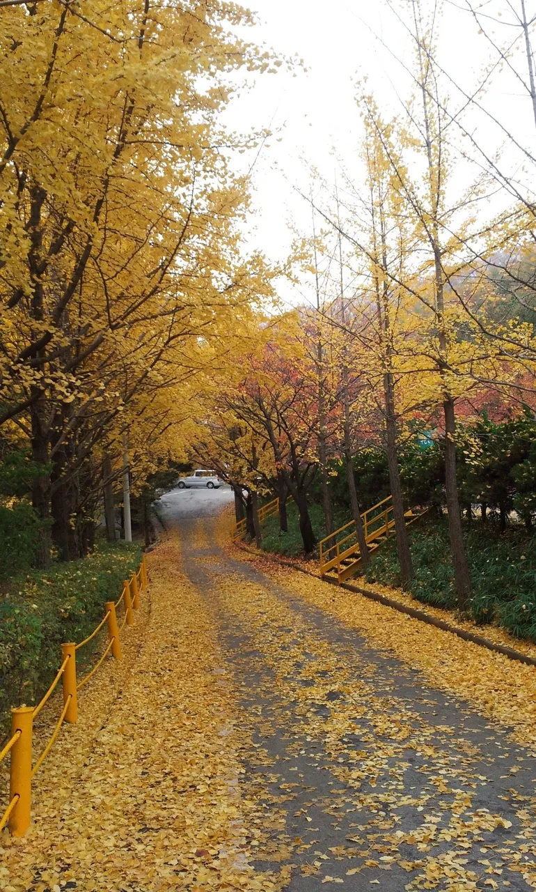 용문산 단풍나무.jpg