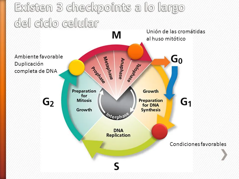 Existen+3+checkpoints+a+lo+largo+del+ciclo+celular.jpg