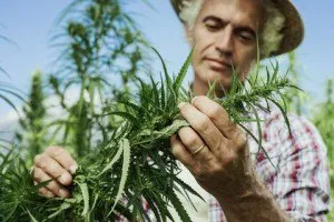 Man examining a hemp plant.