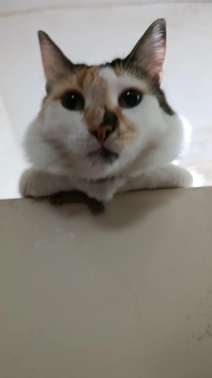 zcxcEVPj8Cj5mo8c_1000367102.webp